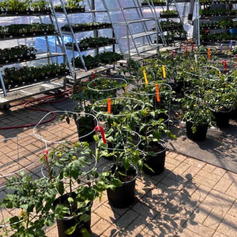 annuelles-vivaces-centre-jardin