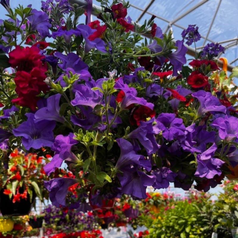 4 pelouse-semences-engrais-gloco